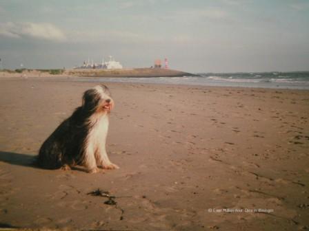 chico op zijn favoriete Nollestrand te vlissingen